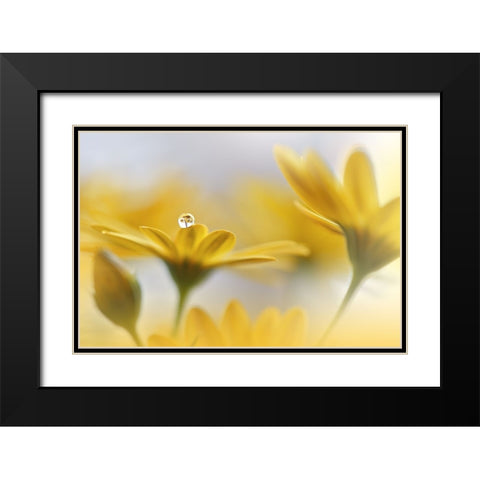 Summer Melody.. Black Modern Wood Framed Art Print with Double Matting by Nan, Juliana