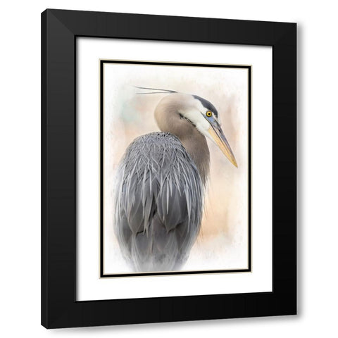 Great Blue Heron Portrait Black Modern Wood Framed Art Print with Double Matting by D Lester, Linda