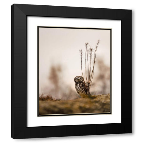 Screech owl in the morning Black Modern Wood Framed Art Print with Double Matting by Firesova, Michaela