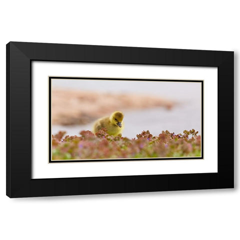 waters edge Black Modern Wood Framed Art Print with Double Matting by Williams, Stuart