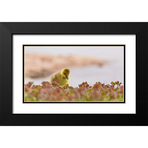 waters edge Black Modern Wood Framed Art Print with Double Matting by Williams, Stuart