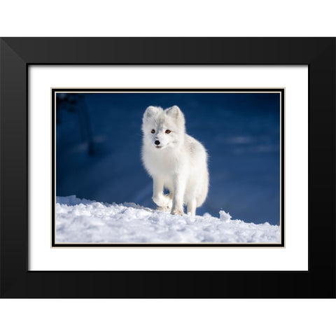 Artic Fox In Winter Landscape Black Modern Wood Framed Art Print with Double Matting by Bjorndal Srisoi, Geir