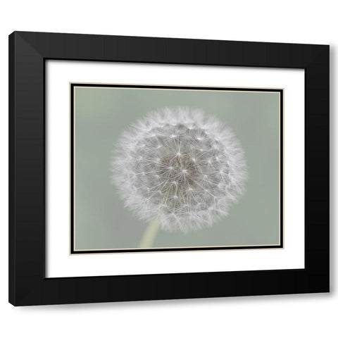 Dandelion Seedball Black Modern Wood Framed Art Print with Double Matting by Fischer, Mirjam
