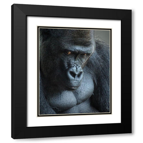 Unhappy Gorilla Black Modern Wood Framed Art Print with Double Matting by Mugg, Bill