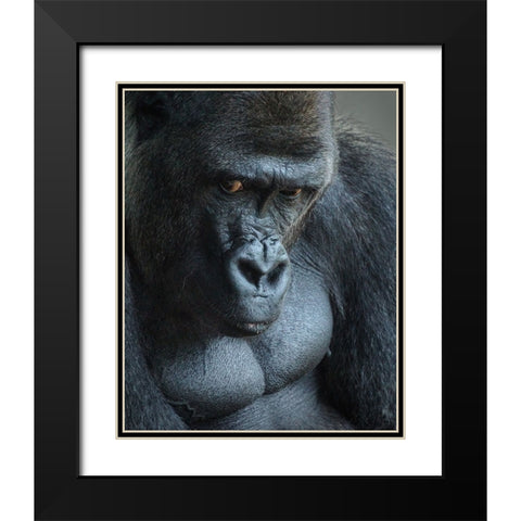 Unhappy Gorilla Black Modern Wood Framed Art Print with Double Matting by Mugg, Bill