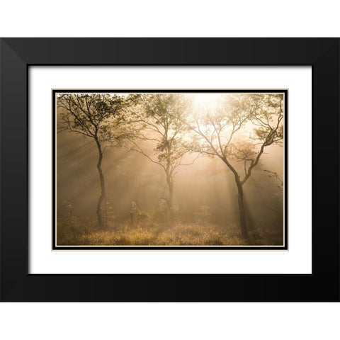 Three trees Black Modern Wood Framed Art Print with Double Matting by Sugita, Masaki