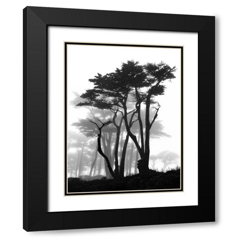 California Pines in Fog Black Modern Wood Framed Art Print with Double Matting by Vovsi, Samuel