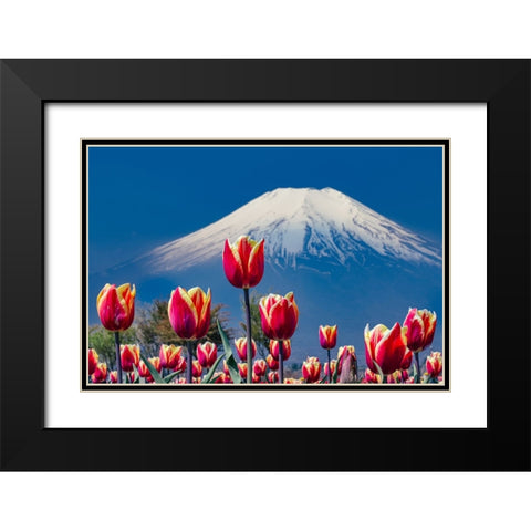 Tulips and Mt. Fuji Black Modern Wood Framed Art Print with Double Matting by Sirou.Minami