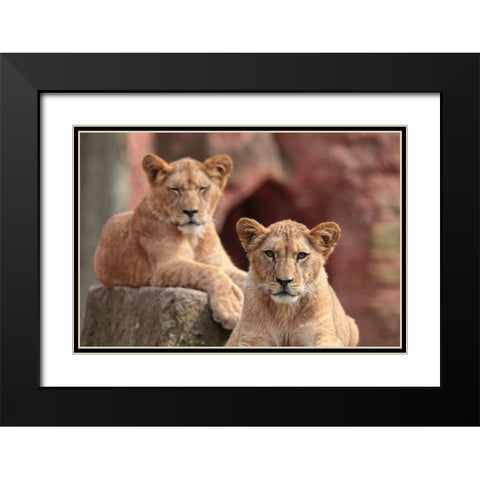 SISTERS Black Modern Wood Framed Art Print with Double Matting by Wenner-Braun, Antje