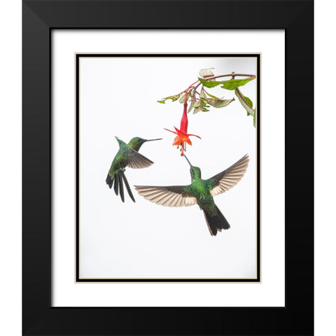 Two hummingbirds at a flower Black Modern Wood Framed Art Print with Double Matting by And Wei, Siyu