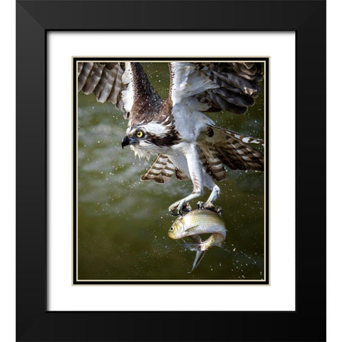 Osprey Black Modern Wood Framed Art Print with Double Matting by Huang, Tao