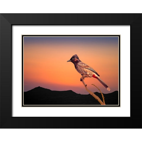 Bulbul Black Modern Wood Framed Art Print with Double Matting by Nayyer Reza, Sayyed