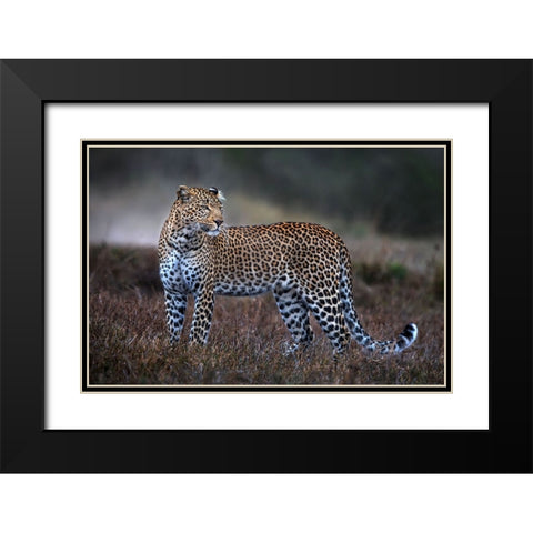 Leopard On The Prowl Black Modern Wood Framed Art Print with Double Matting by Ortega, Xavier