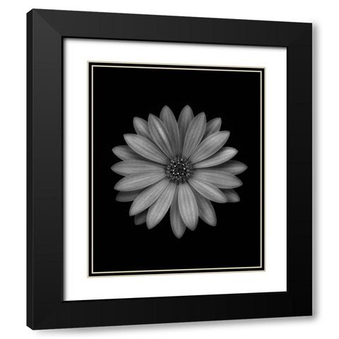 Osteospermum Black Modern Wood Framed Art Print with Double Matting by Gronkjar, Lotte