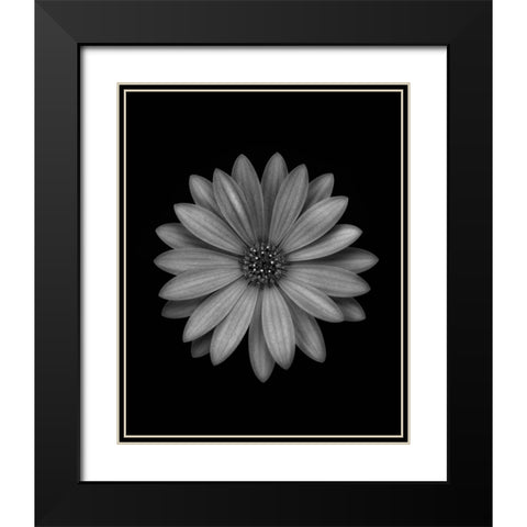 Osteospermum Black Modern Wood Framed Art Print with Double Matting by Gronkjar, Lotte