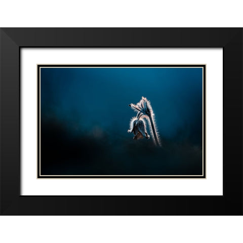 Pulsatilla pratensis Black Modern Wood Framed Art Print with Double Matting by Rozehnal, Jan