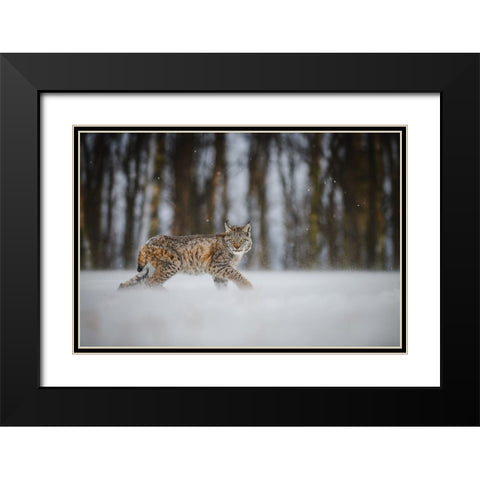 The Eurasian Lynx (Lynx Lynx) Black Modern Wood Framed Art Print with Double Matting by Rozehnal, Jan