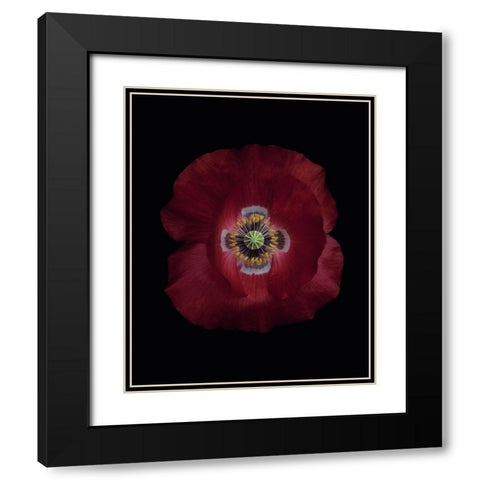 Red poppy Black Modern Wood Framed Art Print with Double Matting by Gronkjar, Lotte