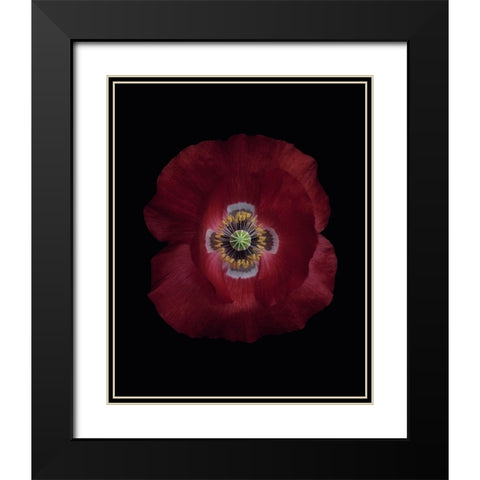 Red poppy Black Modern Wood Framed Art Print with Double Matting by Gronkjar, Lotte