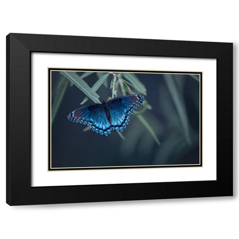 Butterfly Black Modern Wood Framed Art Print with Double Matting by Deng, Ivy