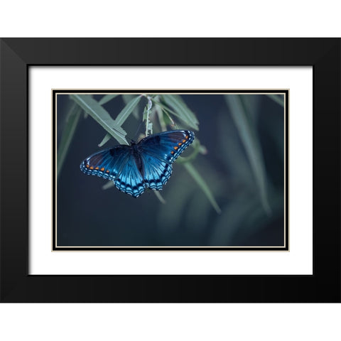 Butterfly Black Modern Wood Framed Art Print with Double Matting by Deng, Ivy
