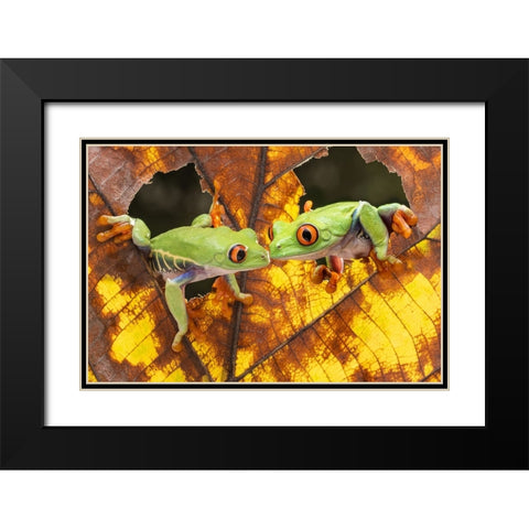 Morning Kiss Black Modern Wood Framed Art Print with Double Matting by Prijasambada