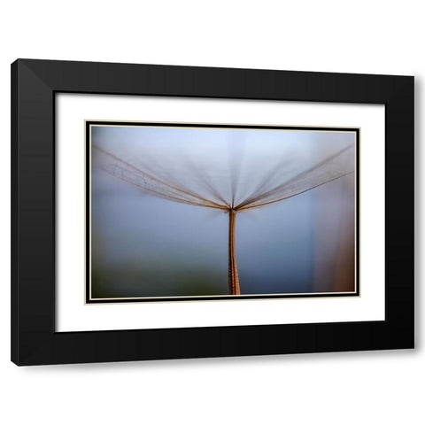 Dandelion Black Modern Wood Framed Art Print with Double Matting by Dehdaran Jabry, Hassan