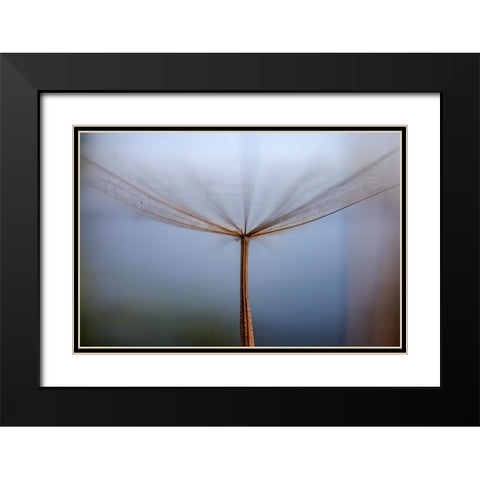 Dandelion Black Modern Wood Framed Art Print with Double Matting by Dehdaran Jabry, Hassan