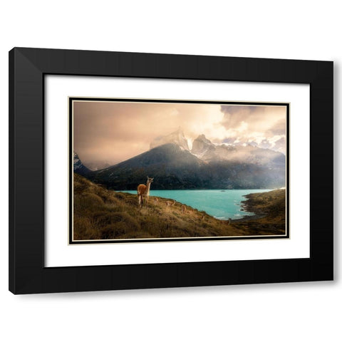 Alpaca at Torres del Paine II Black Modern Wood Framed Art Print with Double Matting by Zhang, Dennis