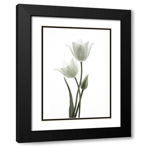 Tulips Black Modern Wood Framed Art Print with Double Matting by Wang, Ada