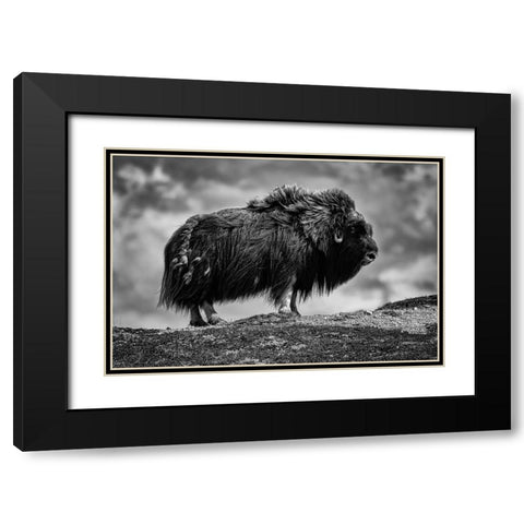 male Musk ox Black Modern Wood Framed Art Print with Double Matting by Alicke, Bjoern