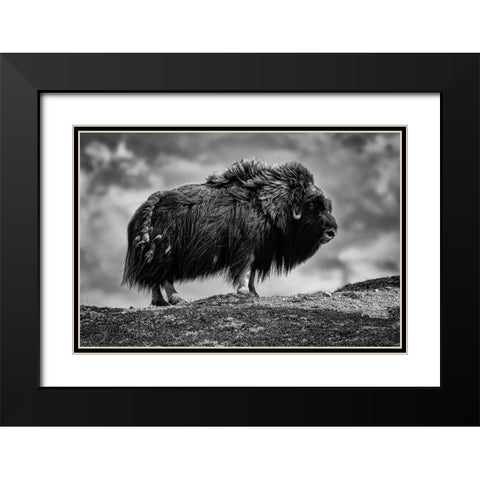 male Musk ox Black Modern Wood Framed Art Print with Double Matting by Alicke, Bjoern
