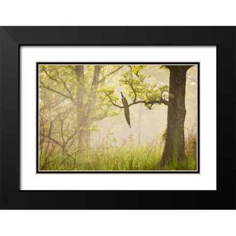 Peacock Black Modern Wood Framed Art Print with Double Matting by Mirica, Dan