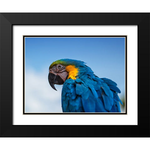 Osgar the Parrot. Black Modern Wood Framed Art Print with Double Matting by Londal, Leif