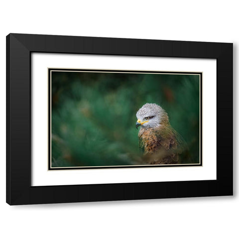The Black Kite (Milvus Migrans) Black Modern Wood Framed Art Print with Double Matting by Rozehnal, Jan