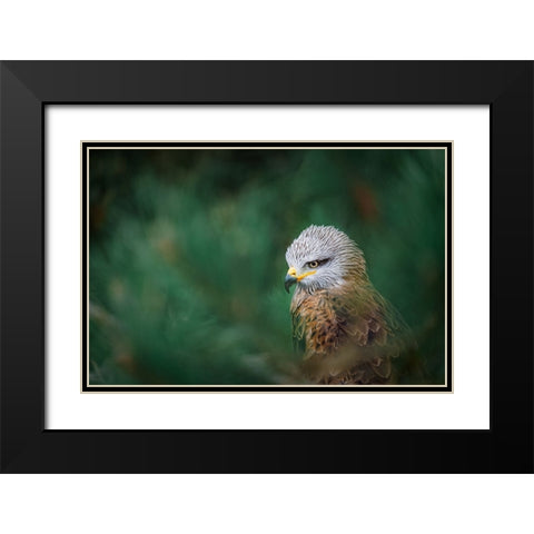 The Black Kite (Milvus Migrans) Black Modern Wood Framed Art Print with Double Matting by Rozehnal, Jan