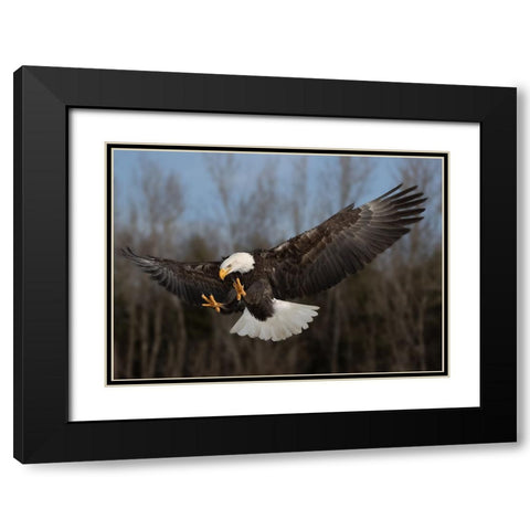 American bald eagle Black Modern Wood Framed Art Print with Double Matting by Chen, Davidhx
