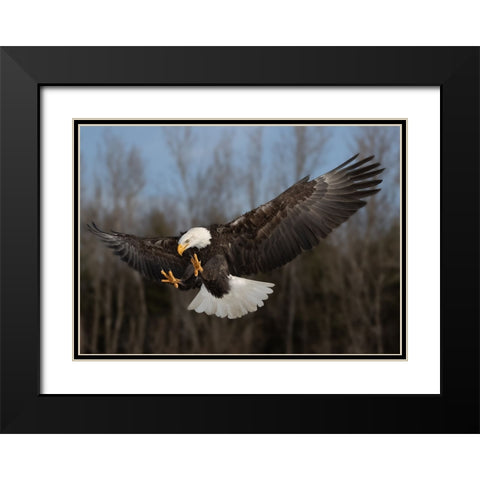 American bald eagle Black Modern Wood Framed Art Print with Double Matting by Chen, Davidhx