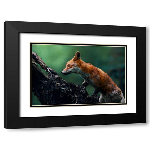 Red fox on patrol Black Modern Wood Framed Art Print with Double Matting by Furch, Lukas