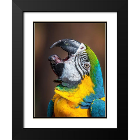 Macawas tongue Black Modern Wood Framed Art Print with Double Matting by Elkahlawi, Ahmed