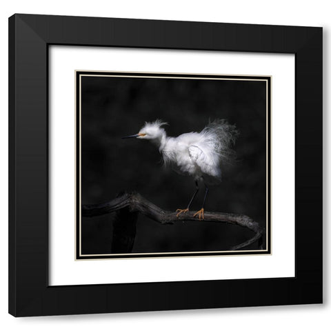 Show Off Breeding Plumage Black Modern Wood Framed Art Print with Double Matting by Tseng, Judy
