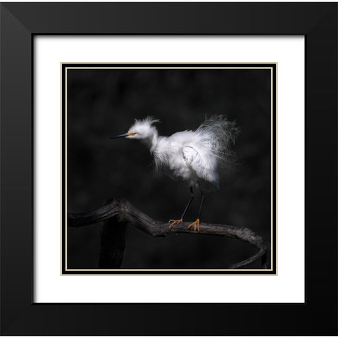Show Off Breeding Plumage Black Modern Wood Framed Art Print with Double Matting by Tseng, Judy