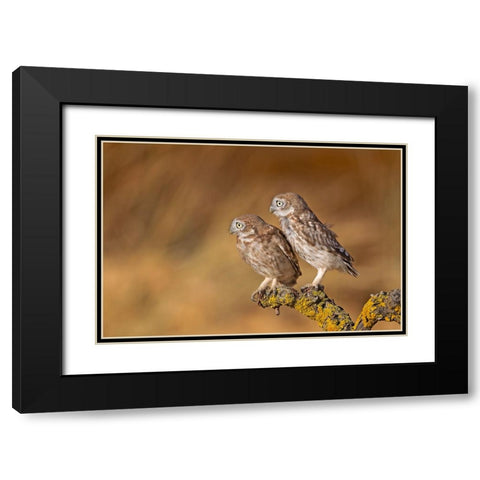 Profile Of Pair Black Modern Wood Framed Art Print with Double Matting by Waldmann, Shlomo