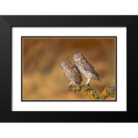 Profile Of Pair Black Modern Wood Framed Art Print with Double Matting by Waldmann, Shlomo