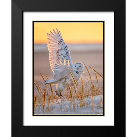 Snowy Owl Black Modern Wood Framed Art Print with Double Matting by Huang, Tao