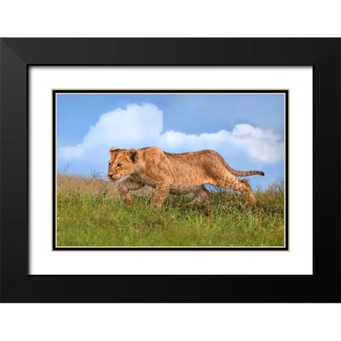 Lion cub on the prowl Black Modern Wood Framed Art Print with Double Matting by Ortega, Xavier