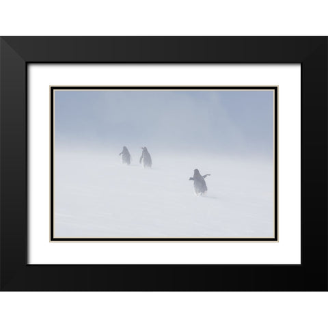 In The Snowstorm Black Modern Wood Framed Art Print with Double Matting by W Oletta