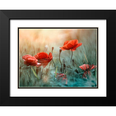 The red poppies Black Modern Wood Framed Art Print with Double Matting by Panaana