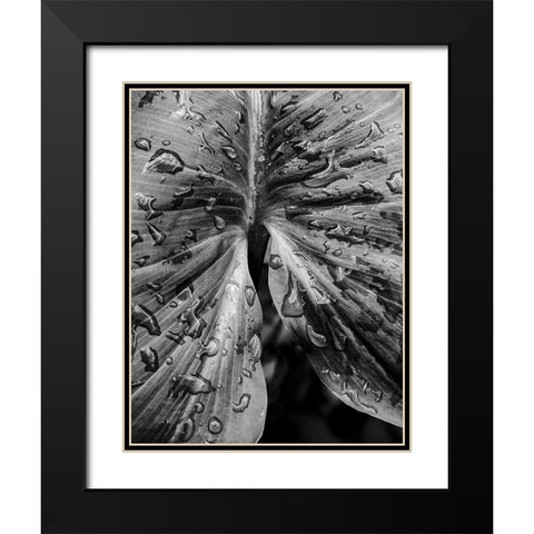 Leafy Looks Black Modern Wood Framed Art Print with Double Matting by Allen, Elizabeth