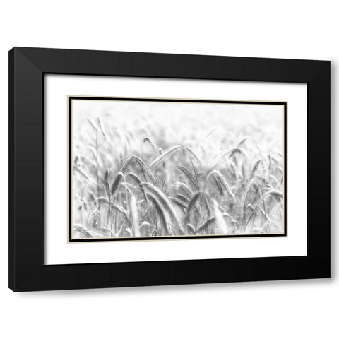 Corn Black Modern Wood Framed Art Print with Double Matting by Michael